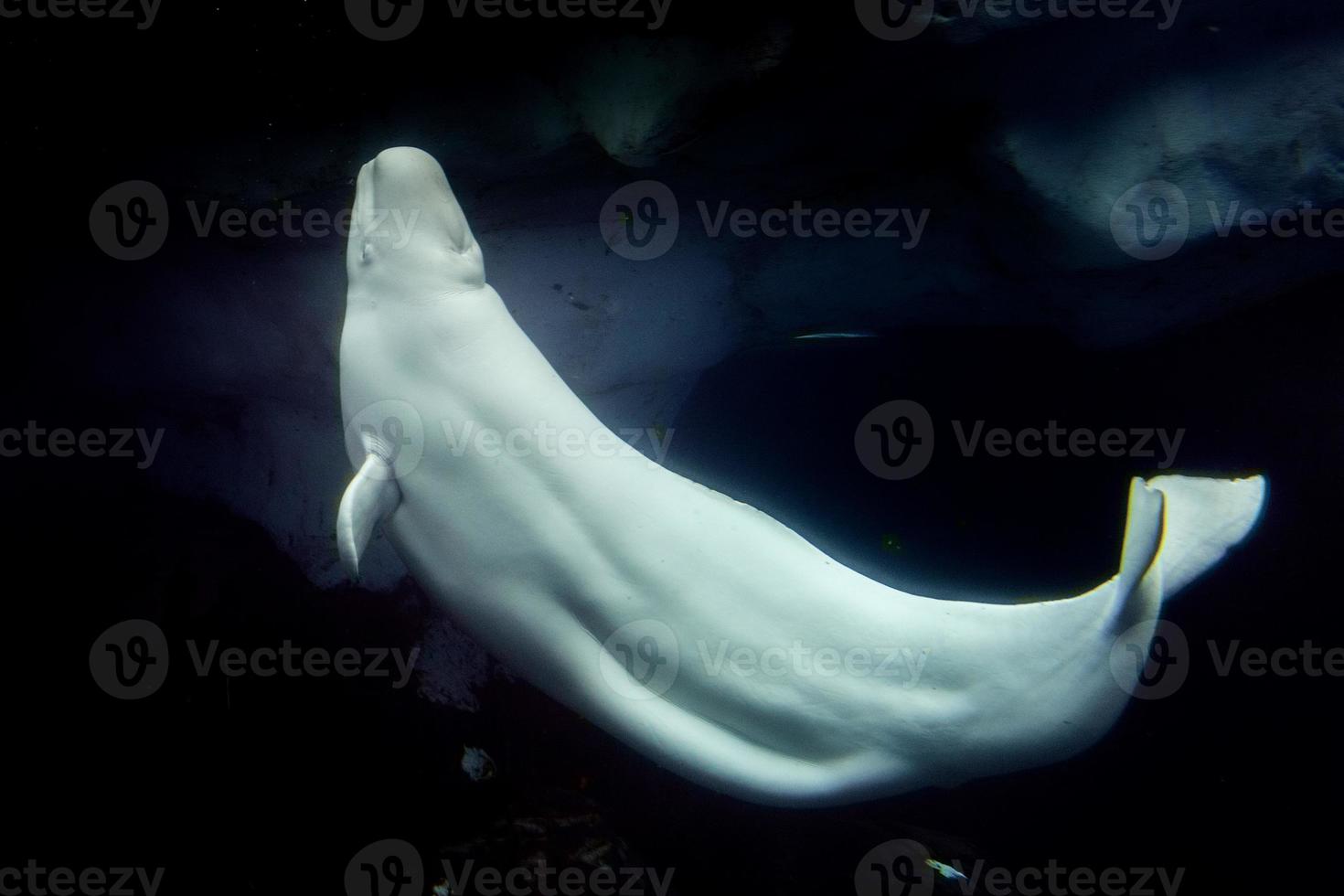 Beluga whale white dolphin portrait photo