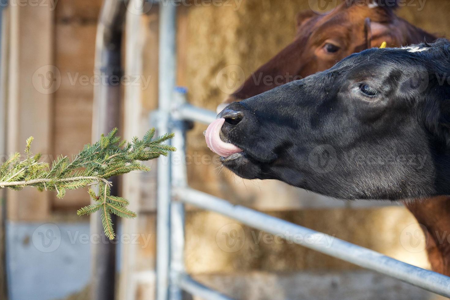 Cow portrait while licking photo