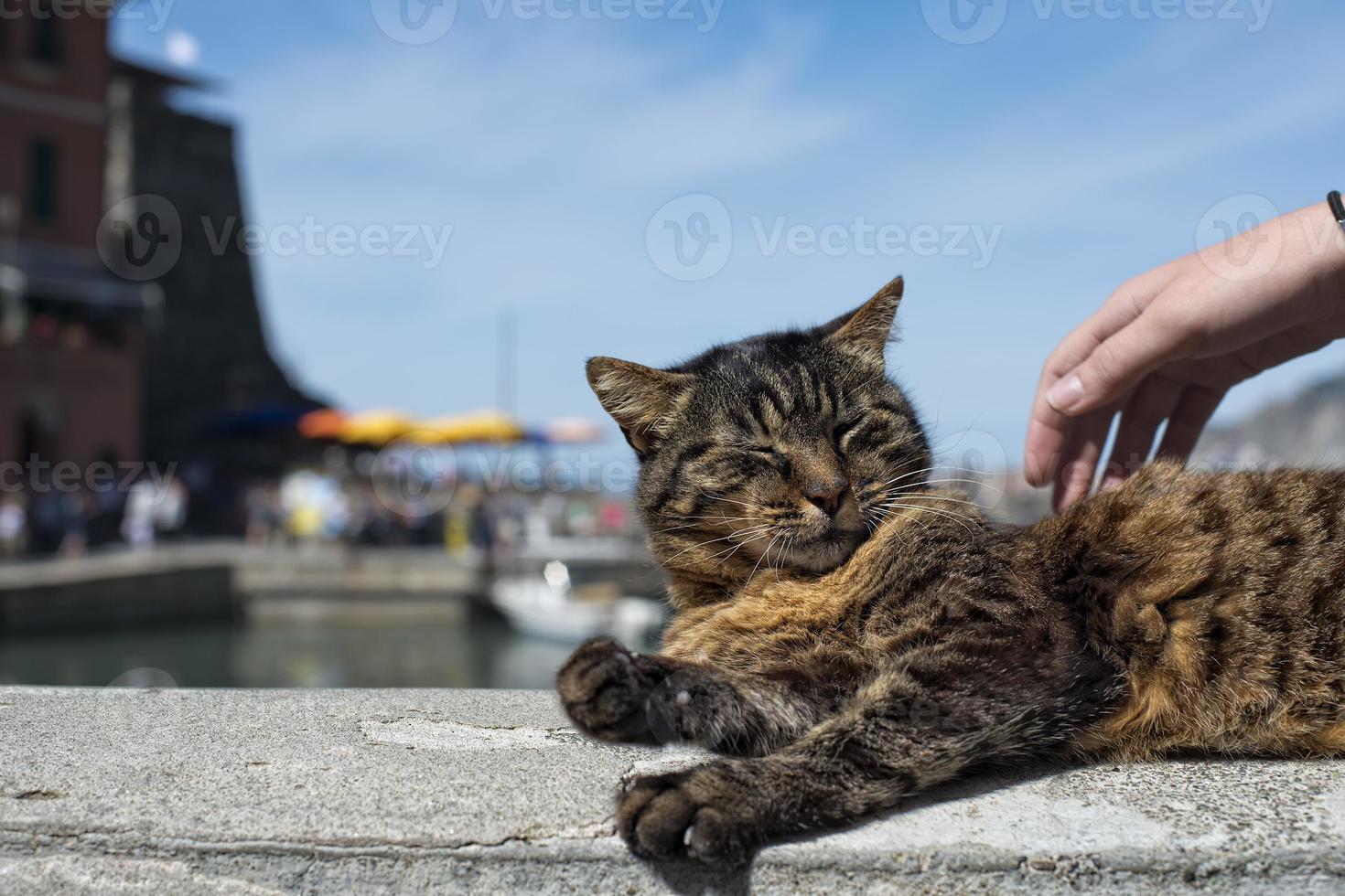 Cat while resting in Vernazza harbor photo