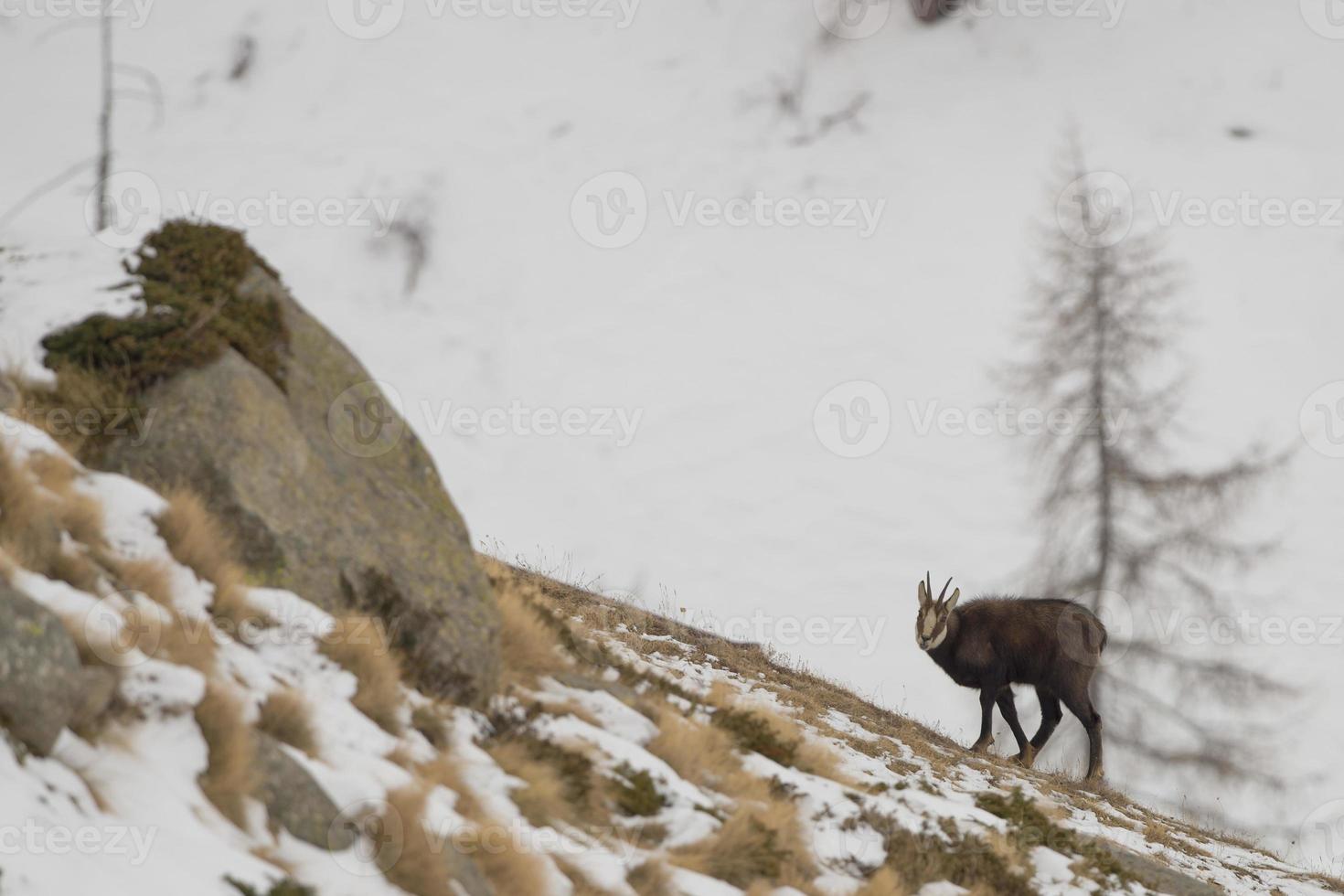 An isolated chamois deer in the snow background photo