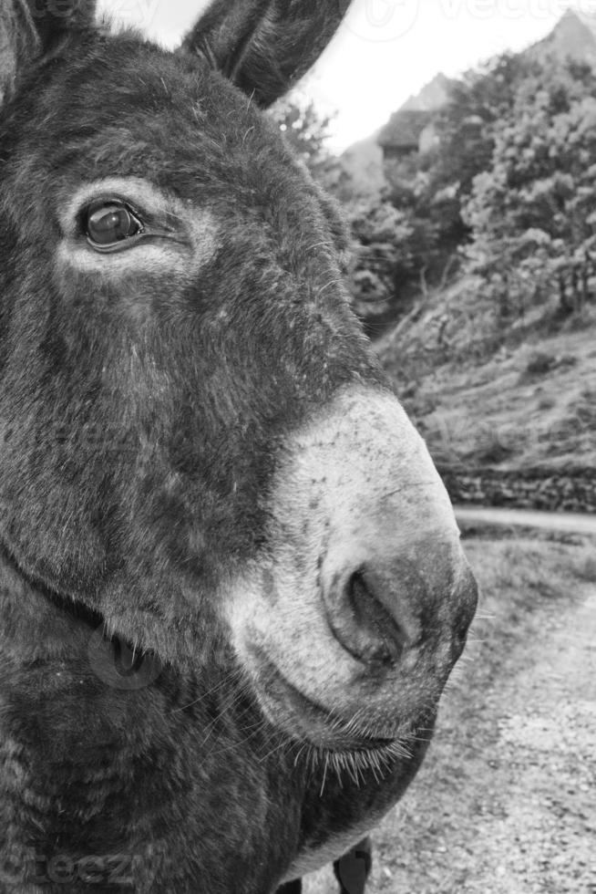 Donkey close up portrait photo