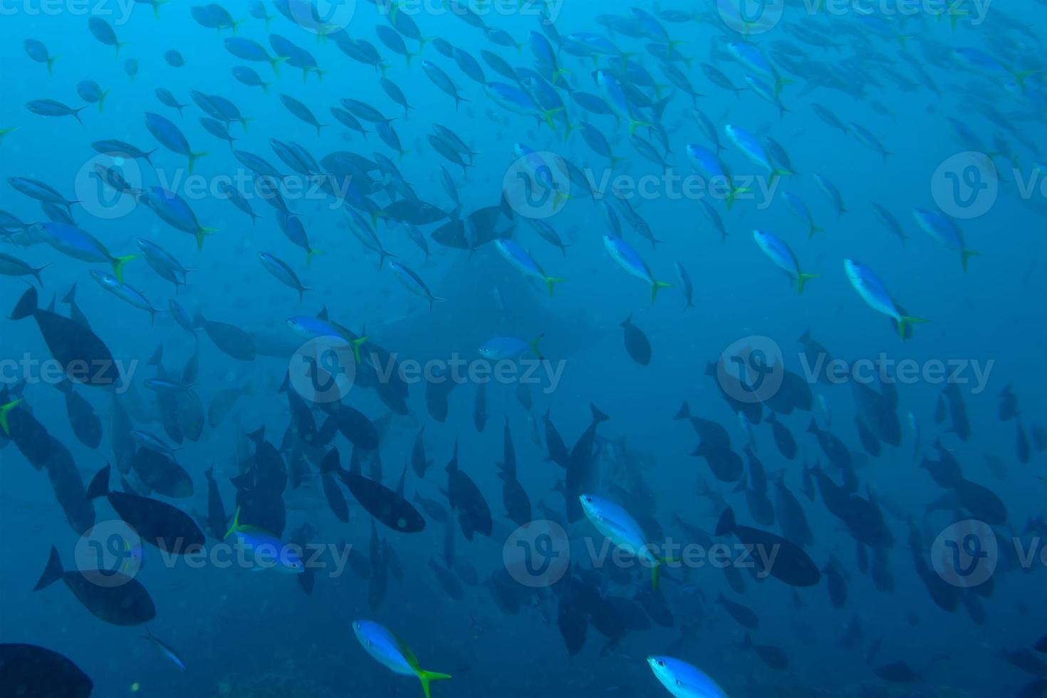 Manta close up portrait over school of fish photo