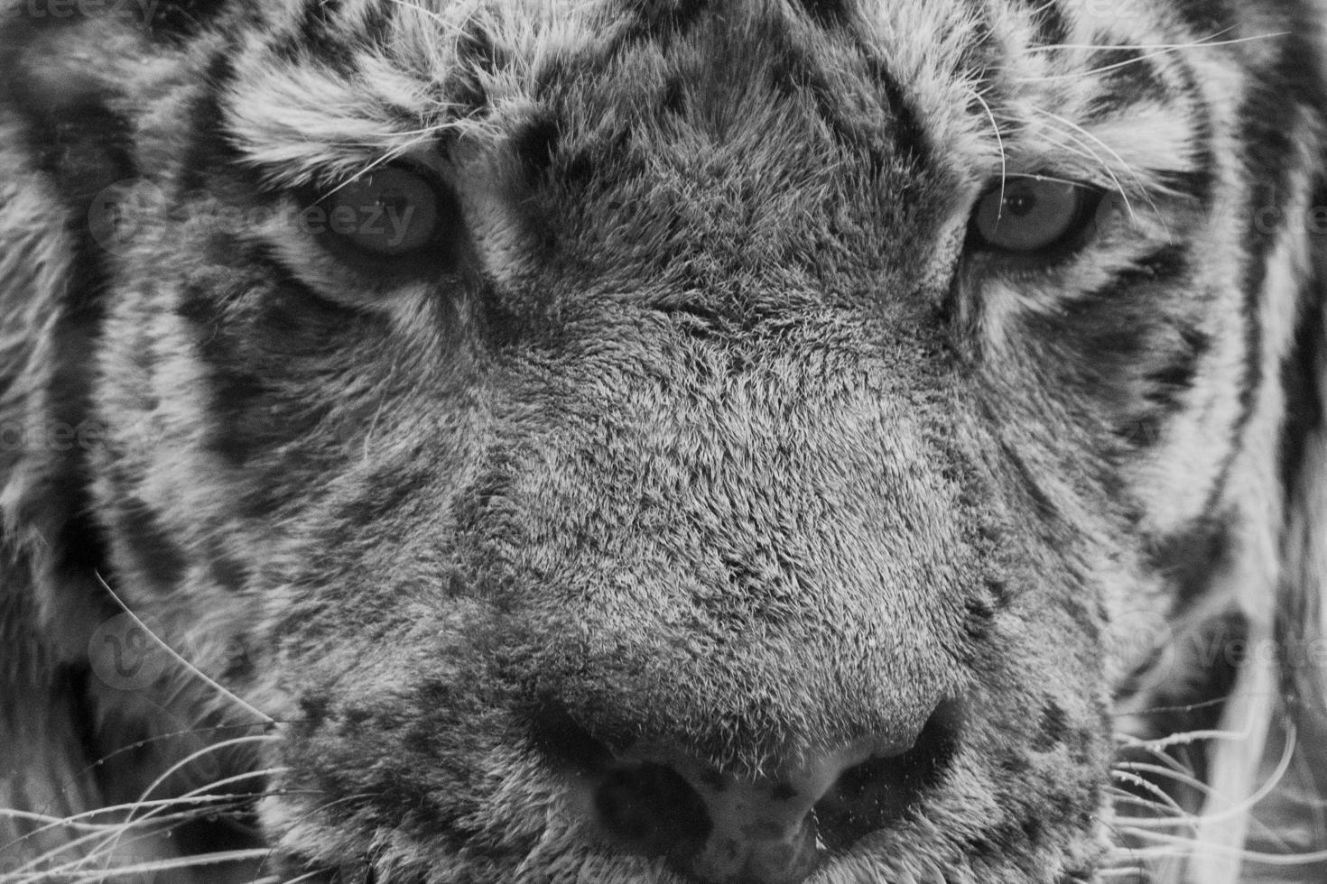 Siberian tiger ready to attack looking at you in black and white photo