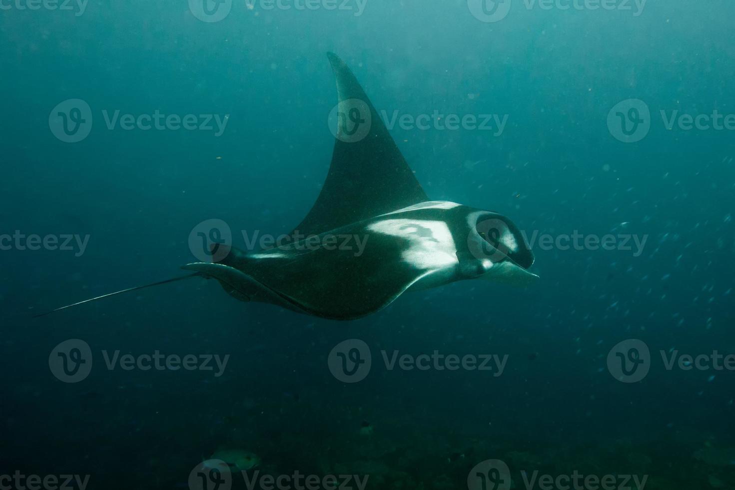 Manta underwater close up portrait while diving photo