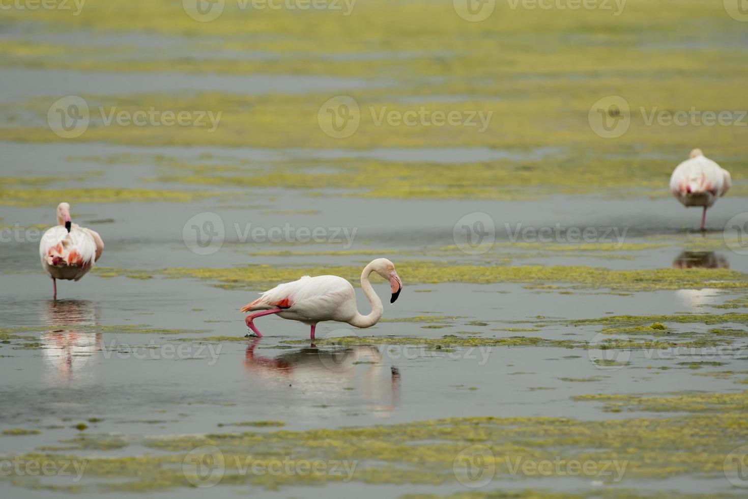 Pink Flamingo fishing in  a swamp photo