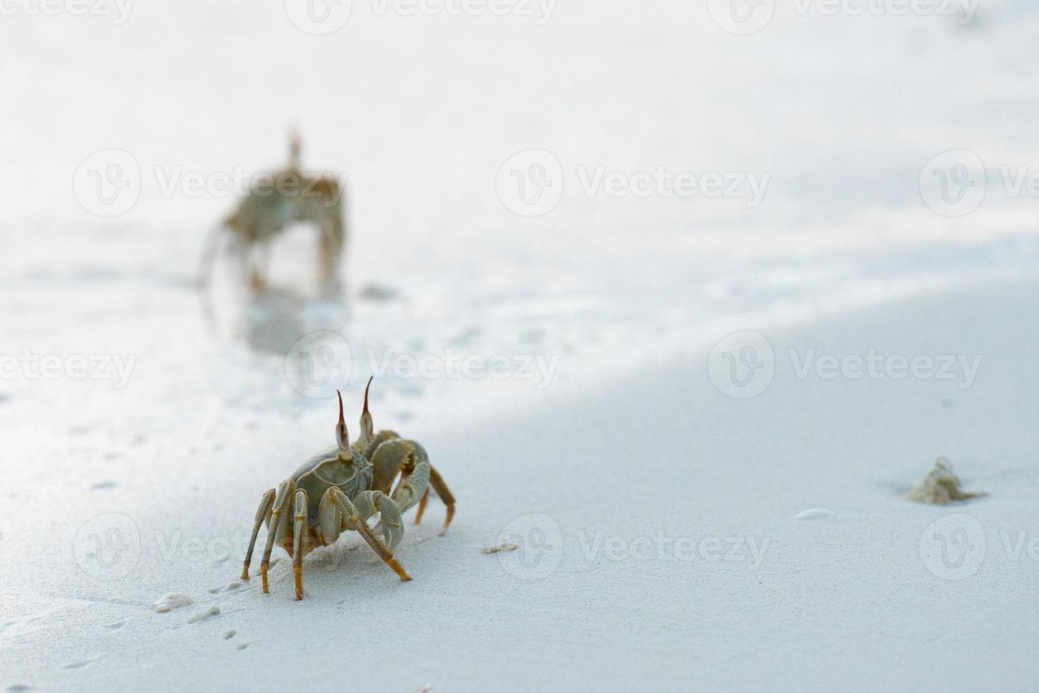 crab on the sand at sunset photo