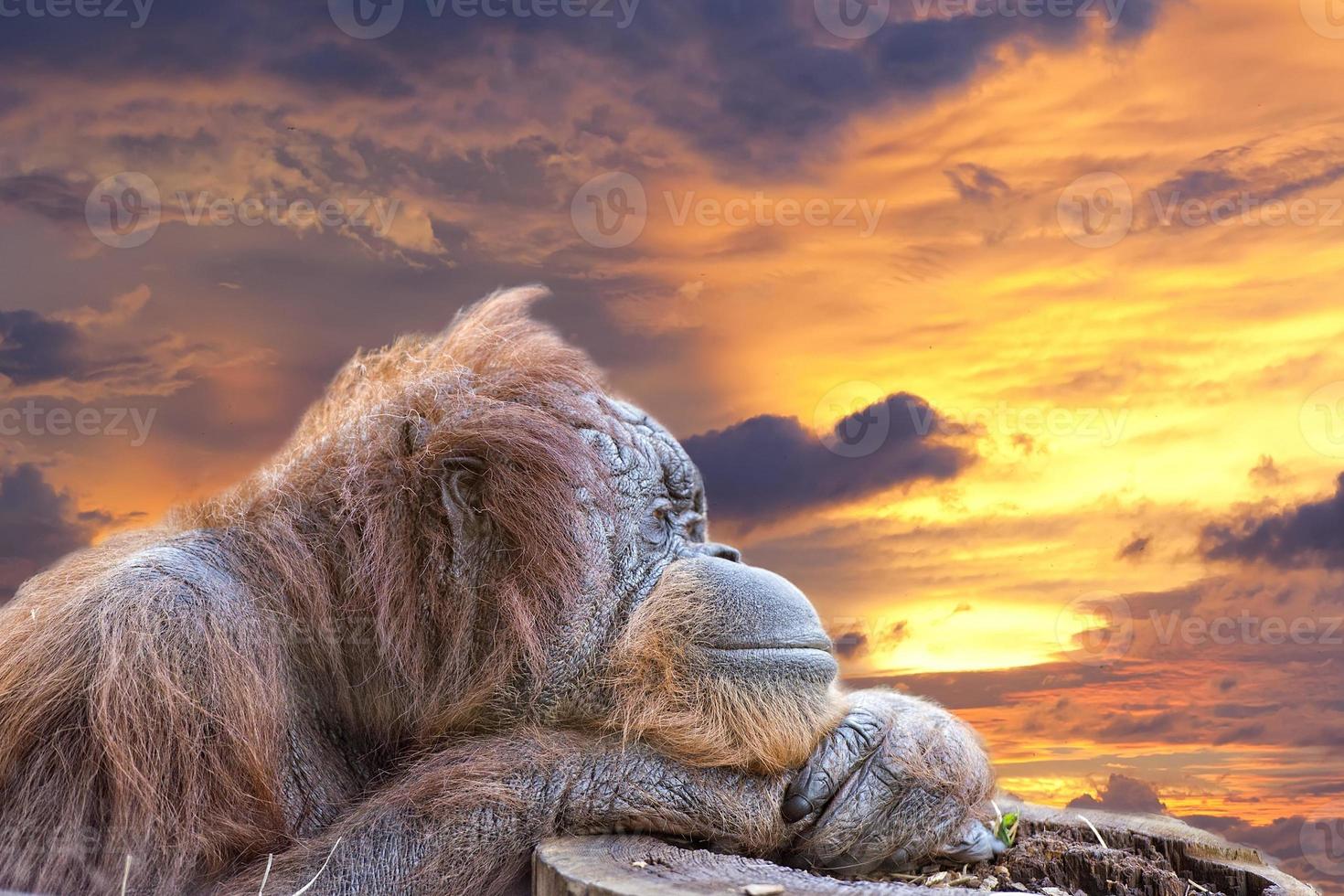 orangutan monkey close up portrait photo