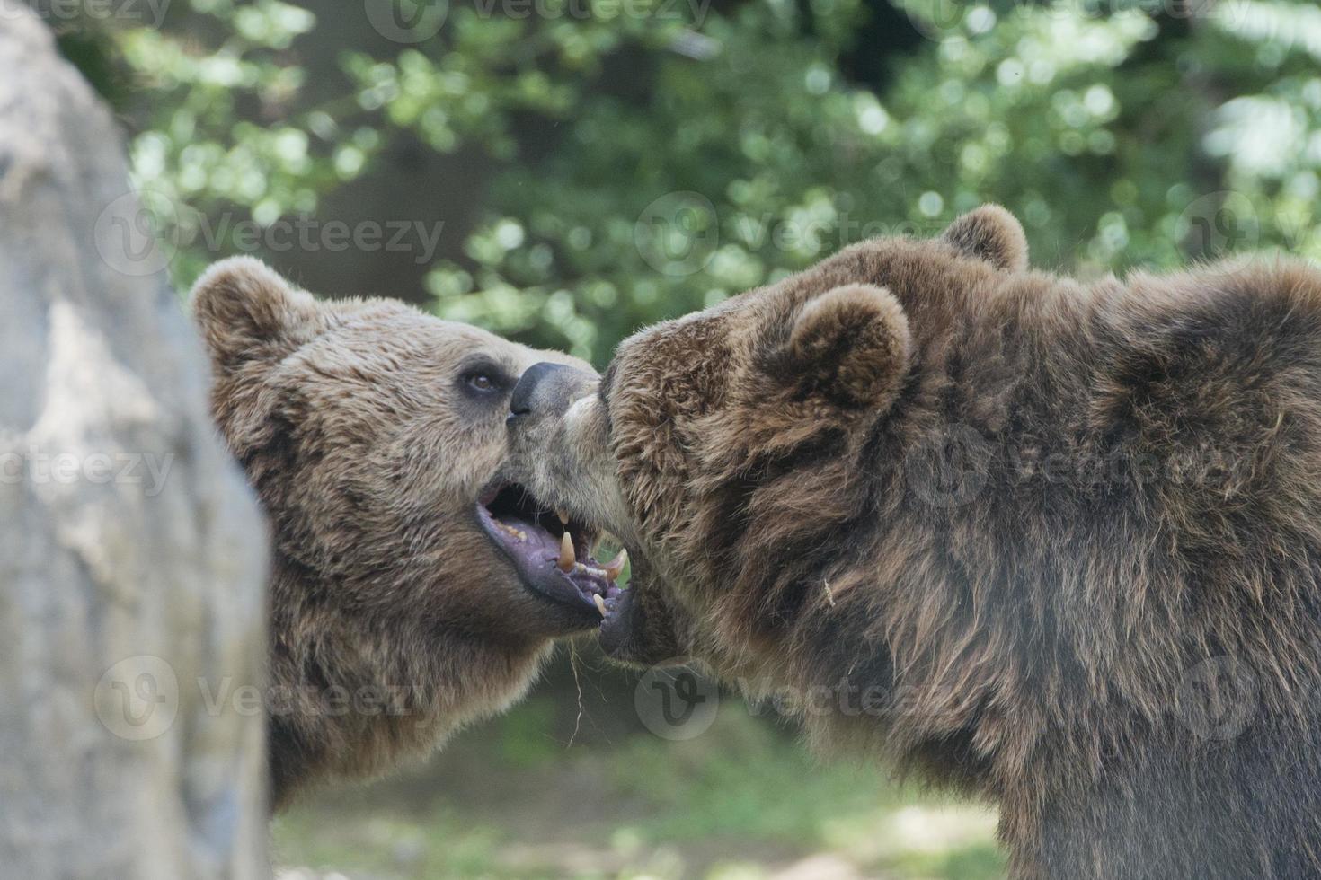 Two Black grizzly bears photo