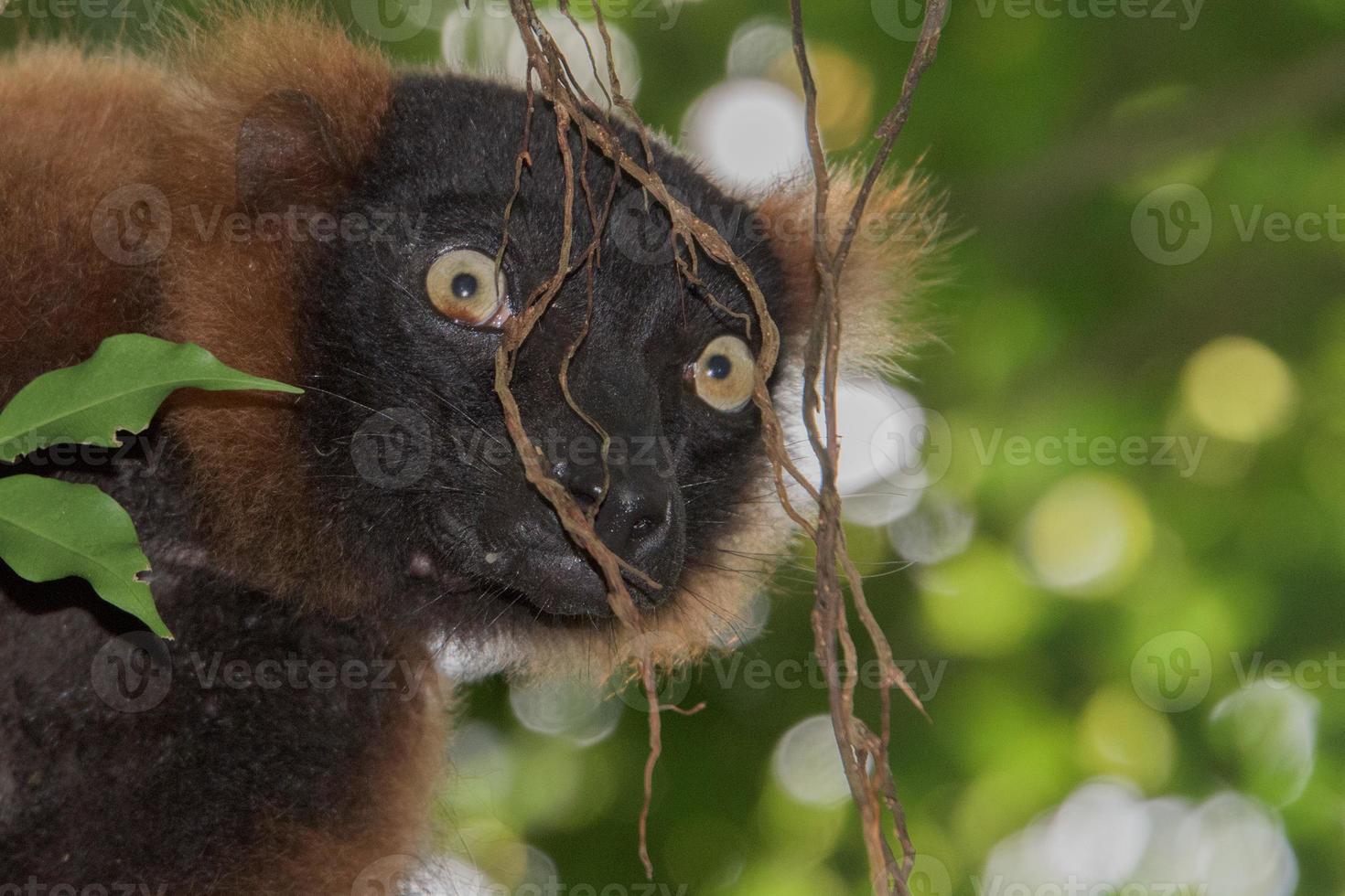 madagascar lemur monkey portrait on a tree photo