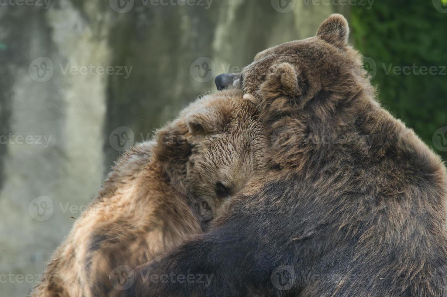 Two Black grizzly bears while fighting photo