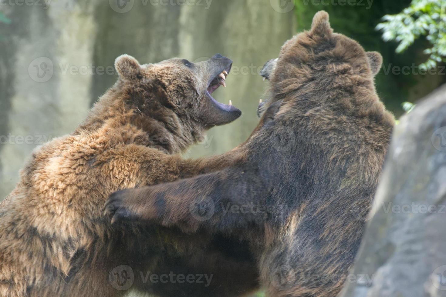 Two Black grizzly bears while fighting photo