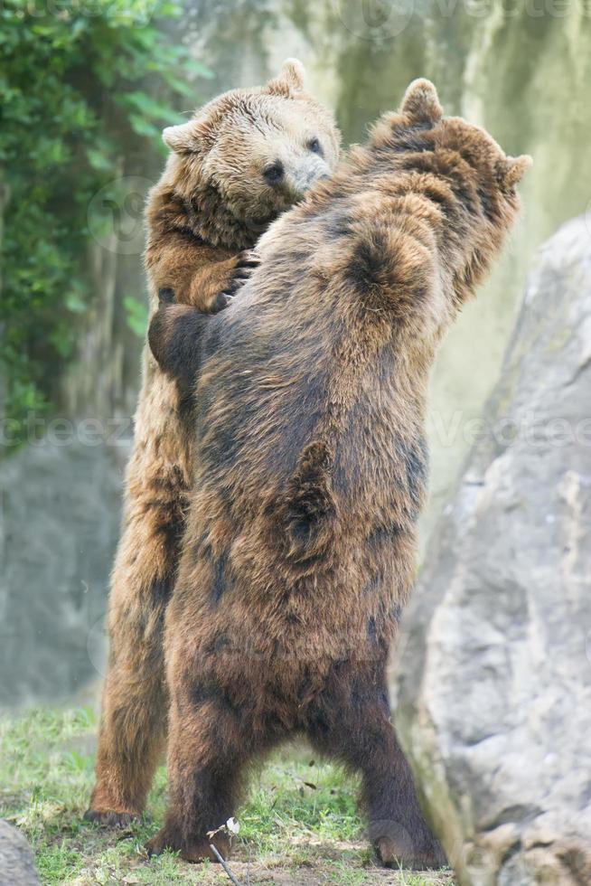 Two black grizzly bears while fighting photo