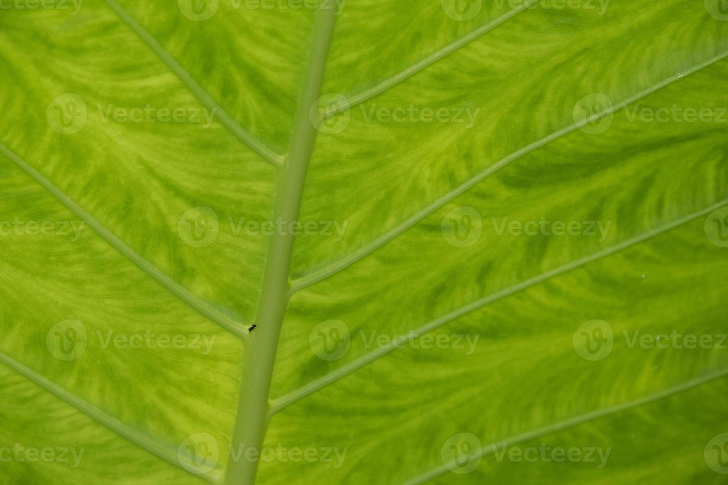 ant on a green leaf photo