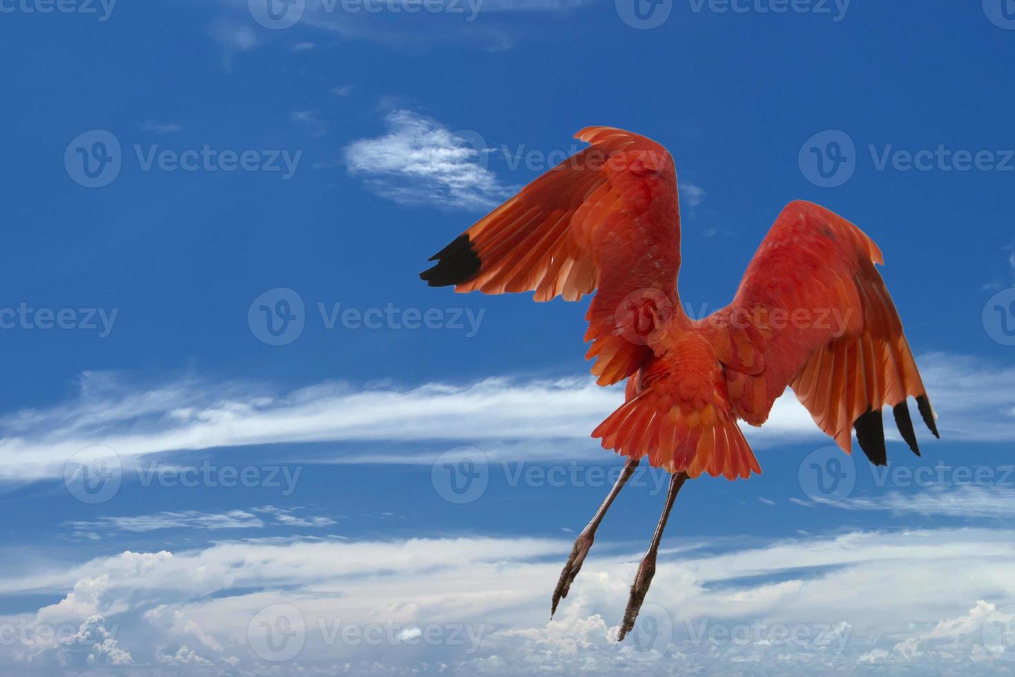 Red Ibis bird on deep blue sky background photo