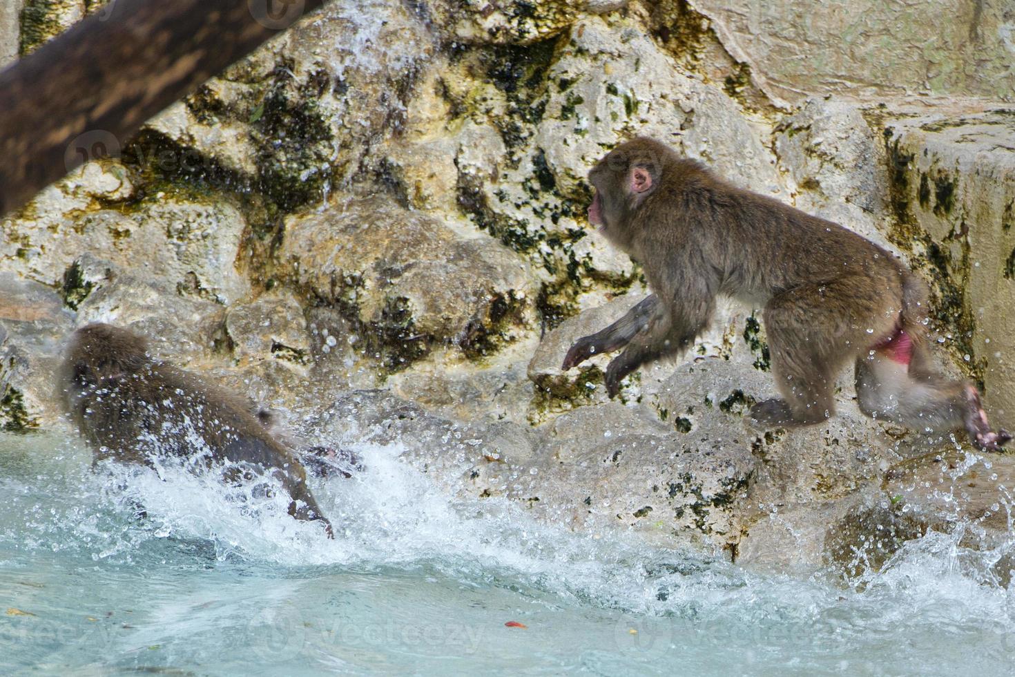 japanese macaque monkey portrait photo