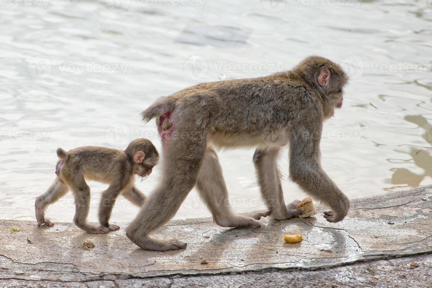 japanese macaque monkey portrait photo