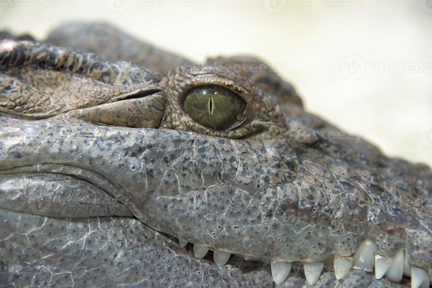 Crocodile Alligator eye close up photo