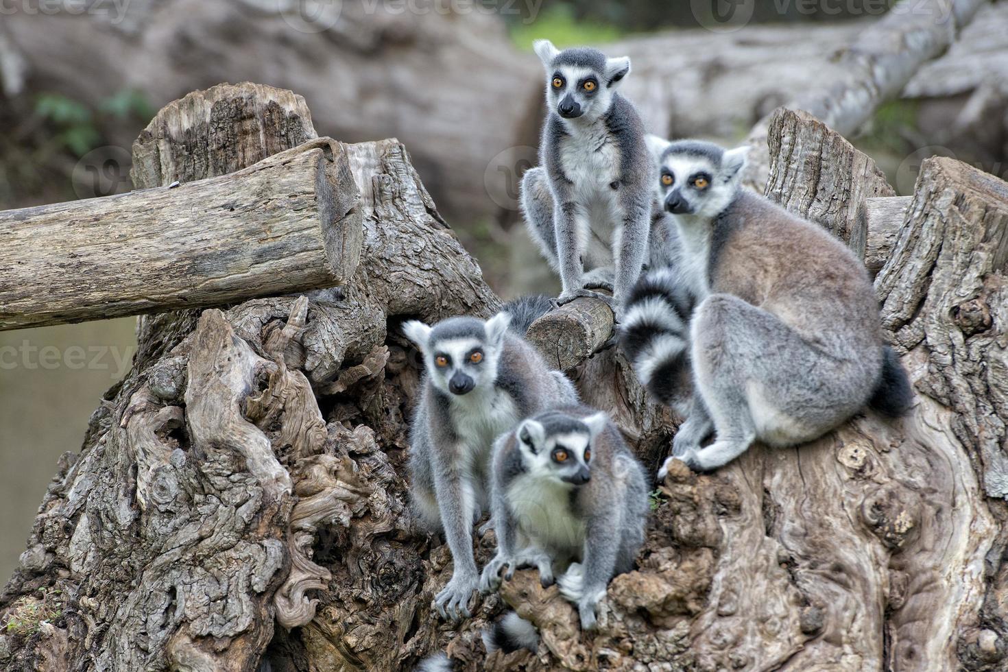 lemur monkey on a tree photo