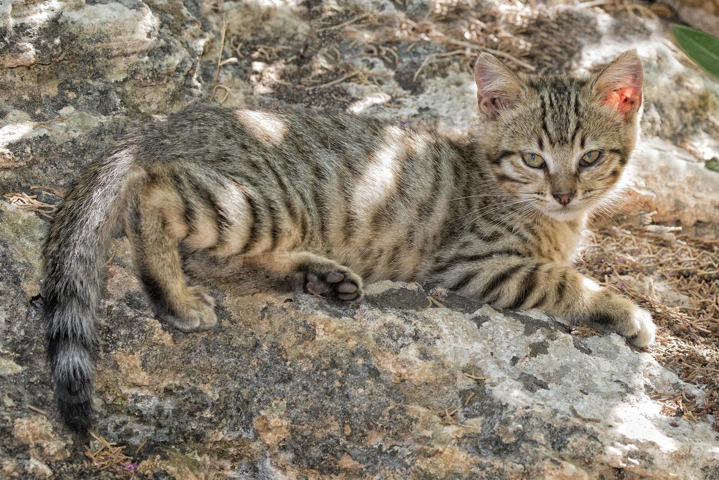 puppy cat portrait photo
