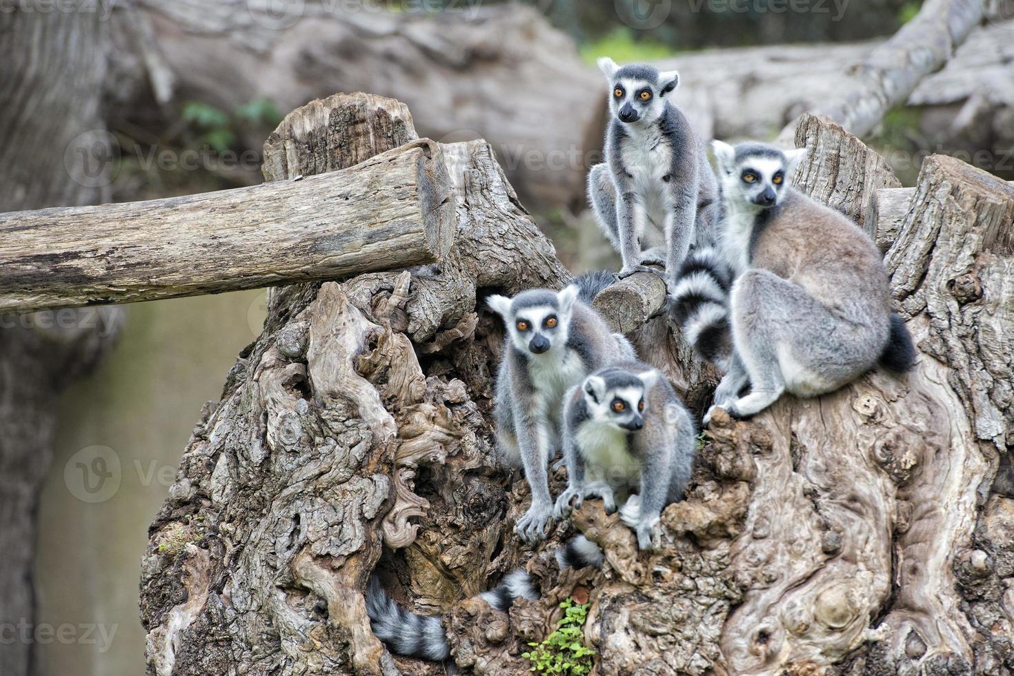 lemur monkey on a tree photo