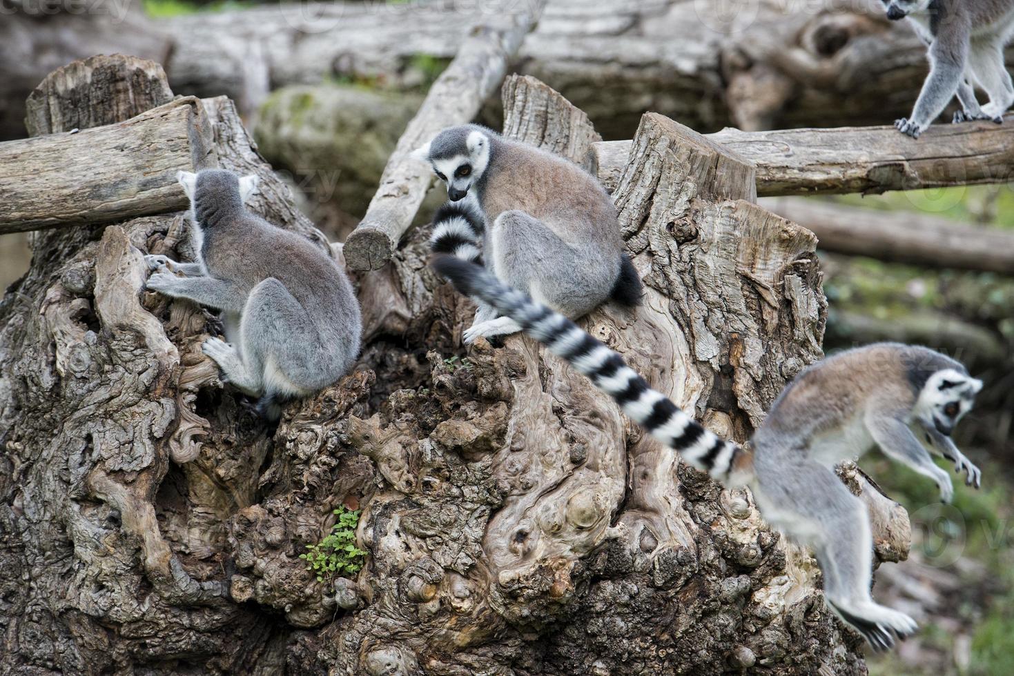lemur monkey on a tree photo