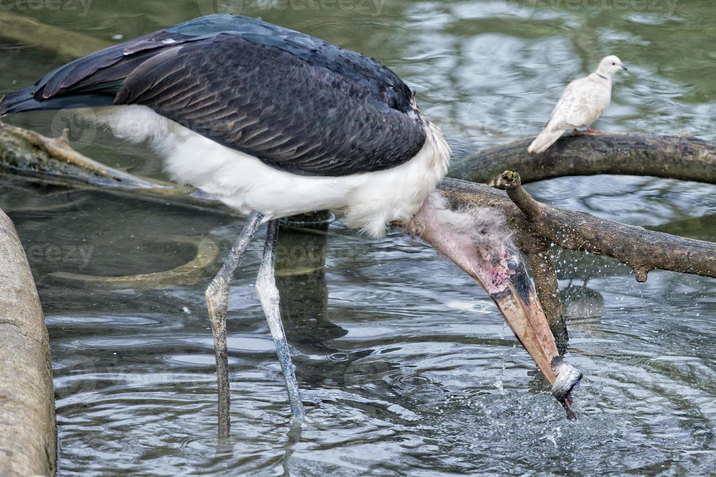 pájaro marabu mientras come un pescado foto