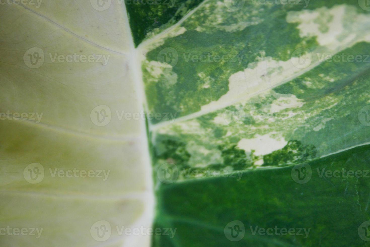paint and line on green leaves  and white photo