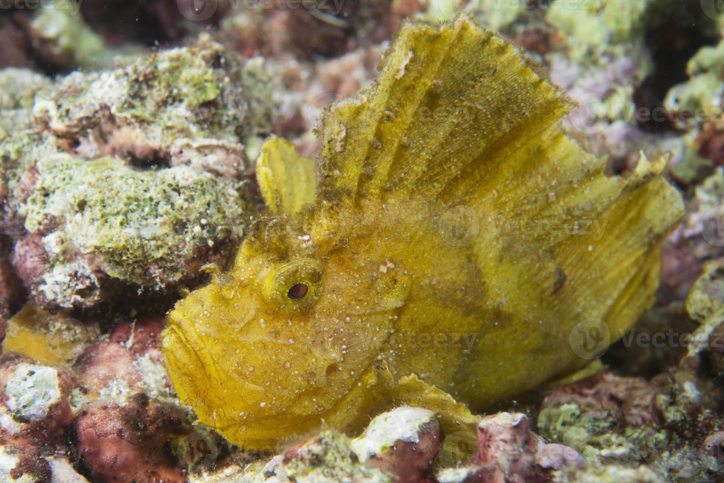 Yellow scorpion Leaf fish portrait photo