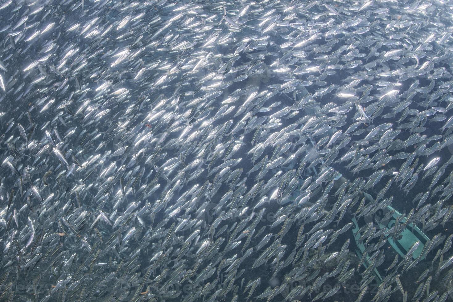 Diver entering Inside a school of fish underwater photo