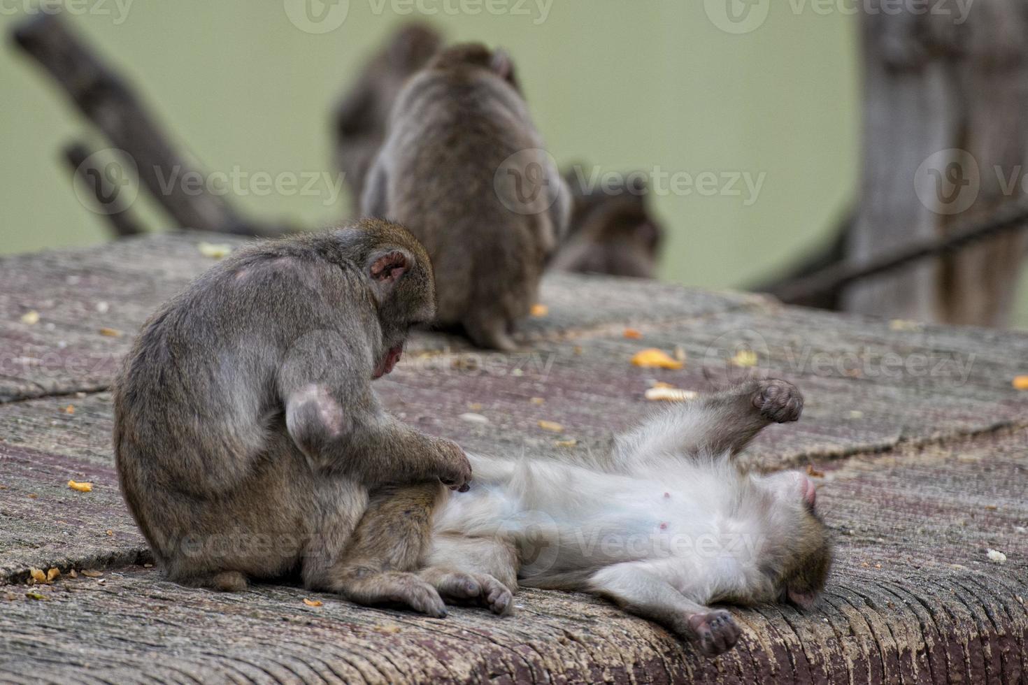 Two monkeys while grooming photo