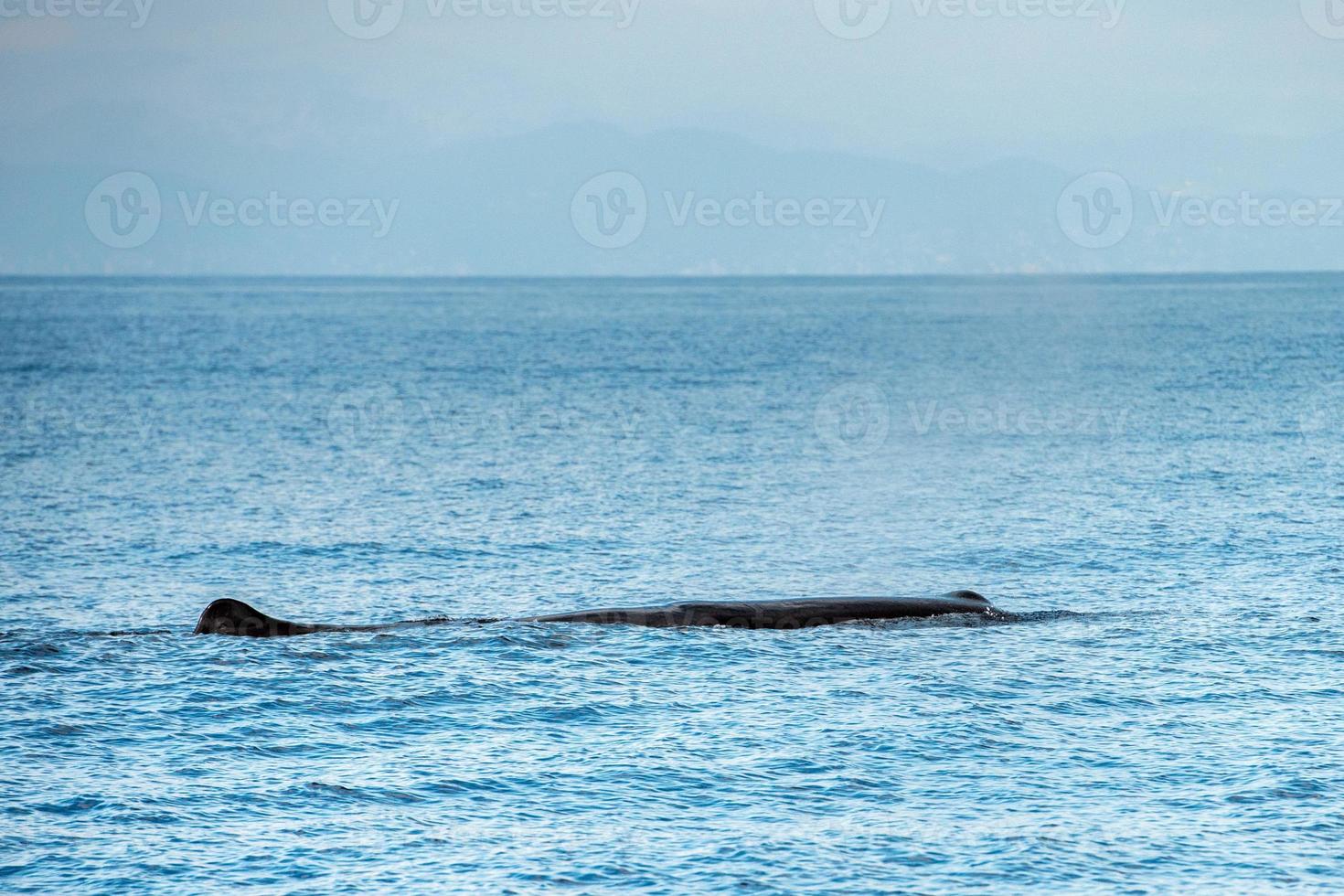 Sperm whale in the mediterranean sea photo