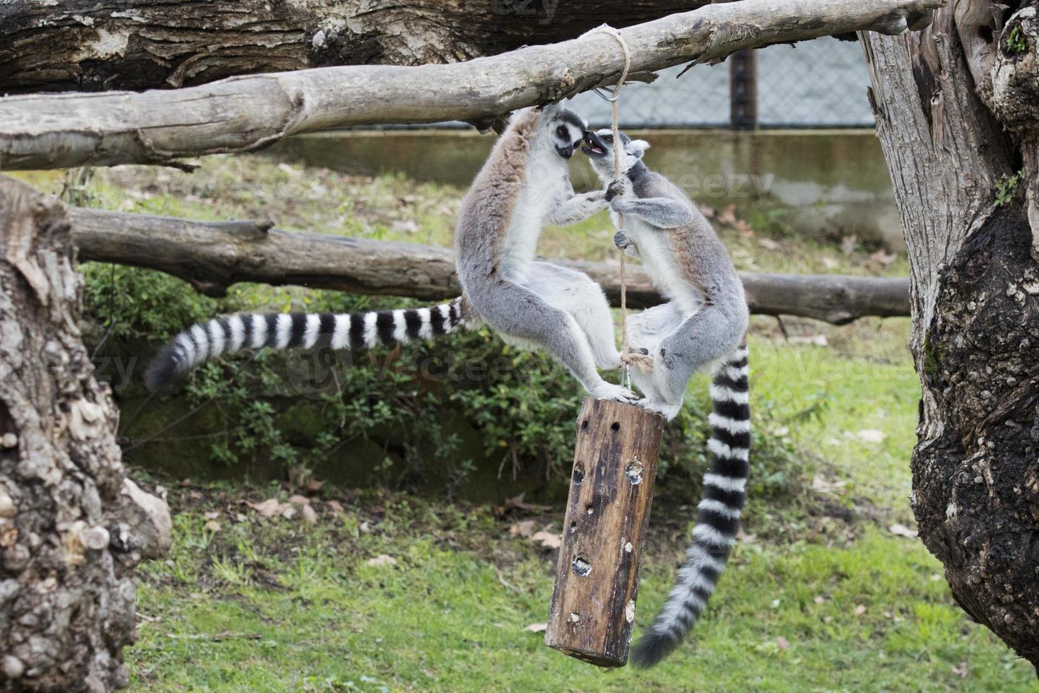 lemur monkey while jumping photo