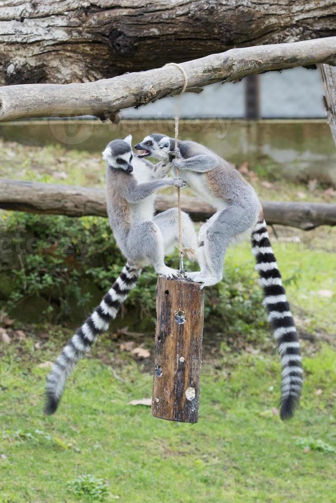 lemur monkey while jumping photo