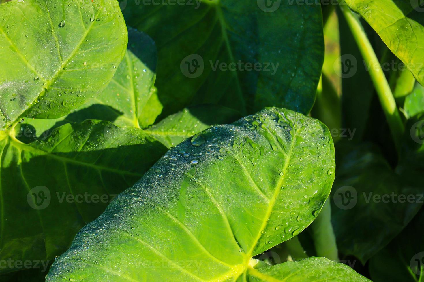 Close-up of morning dew water on a part of a plant leaf. photo