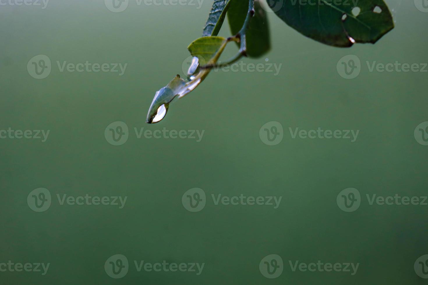 Close-up of morning dew water on a part of a plant leaf. photo
