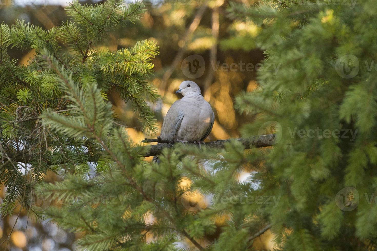 Turtle dove isolated photo