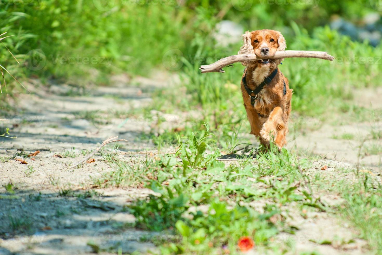 A dog cocker spaniel running to you photo