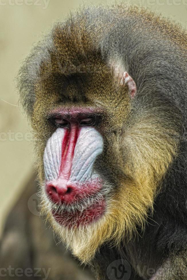 Isolated Mandrill Monkey portrait photo