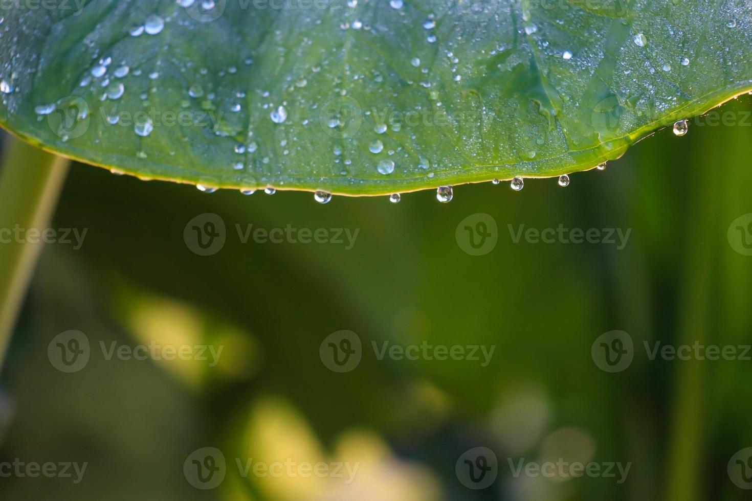 Close-up of morning dew water on a part of a plant leaf. photo