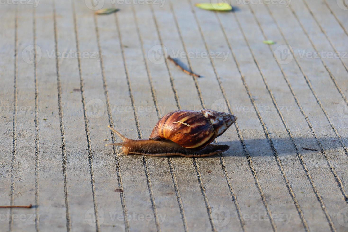 Wild Gastropod Mollusk in the Daylight. photo