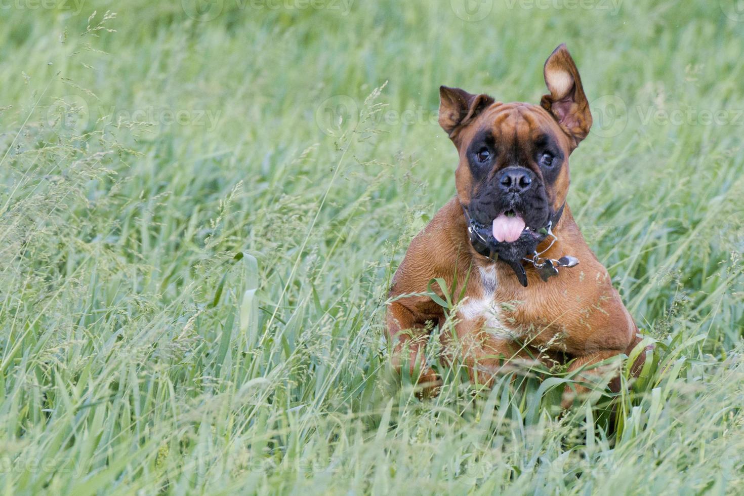 Isolated boxer young puppy dog while jumping on green grass photo