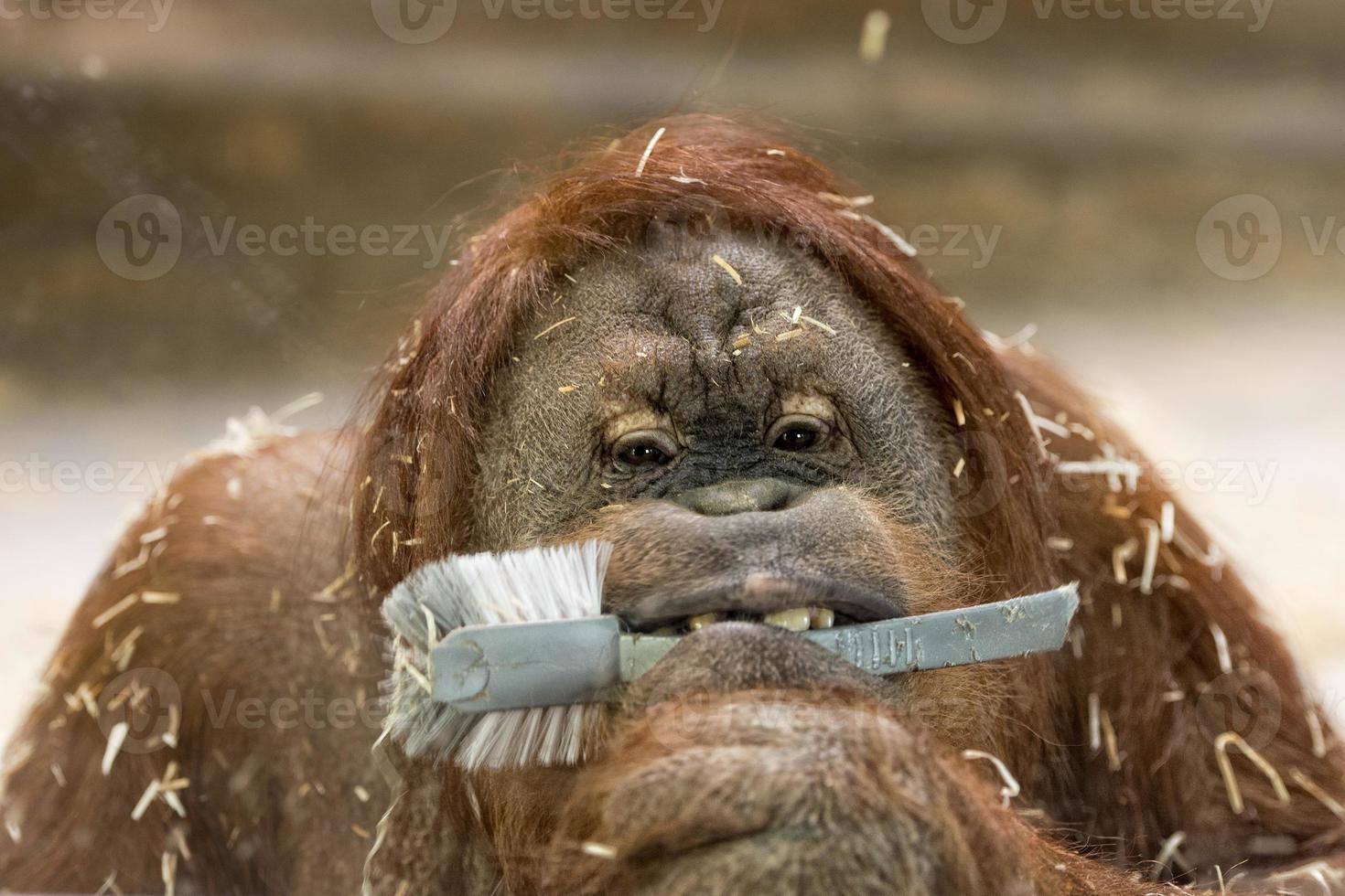 orang utan monkey close up portrait at the zoo photo