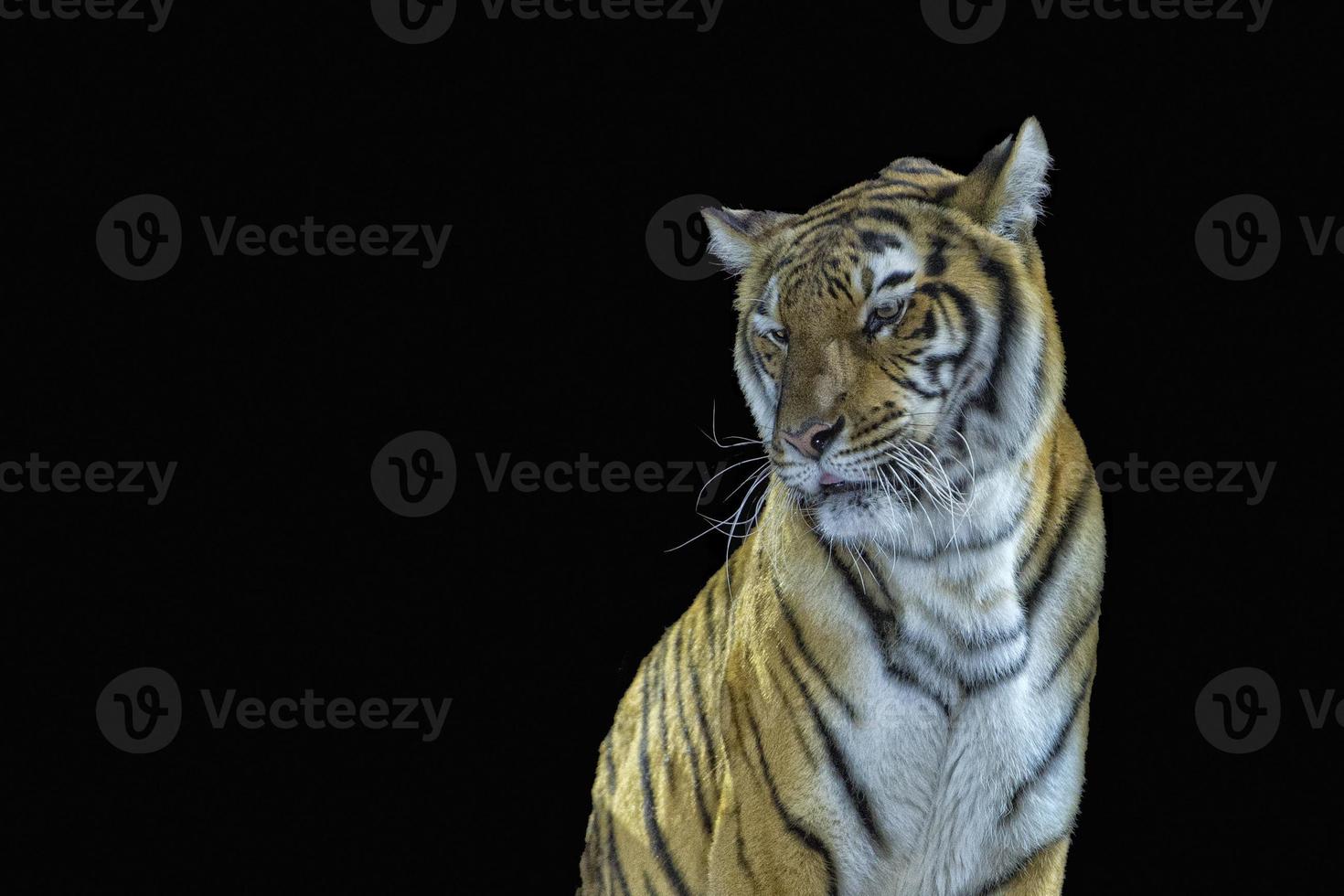 tigre listo para atacar mirándote foto