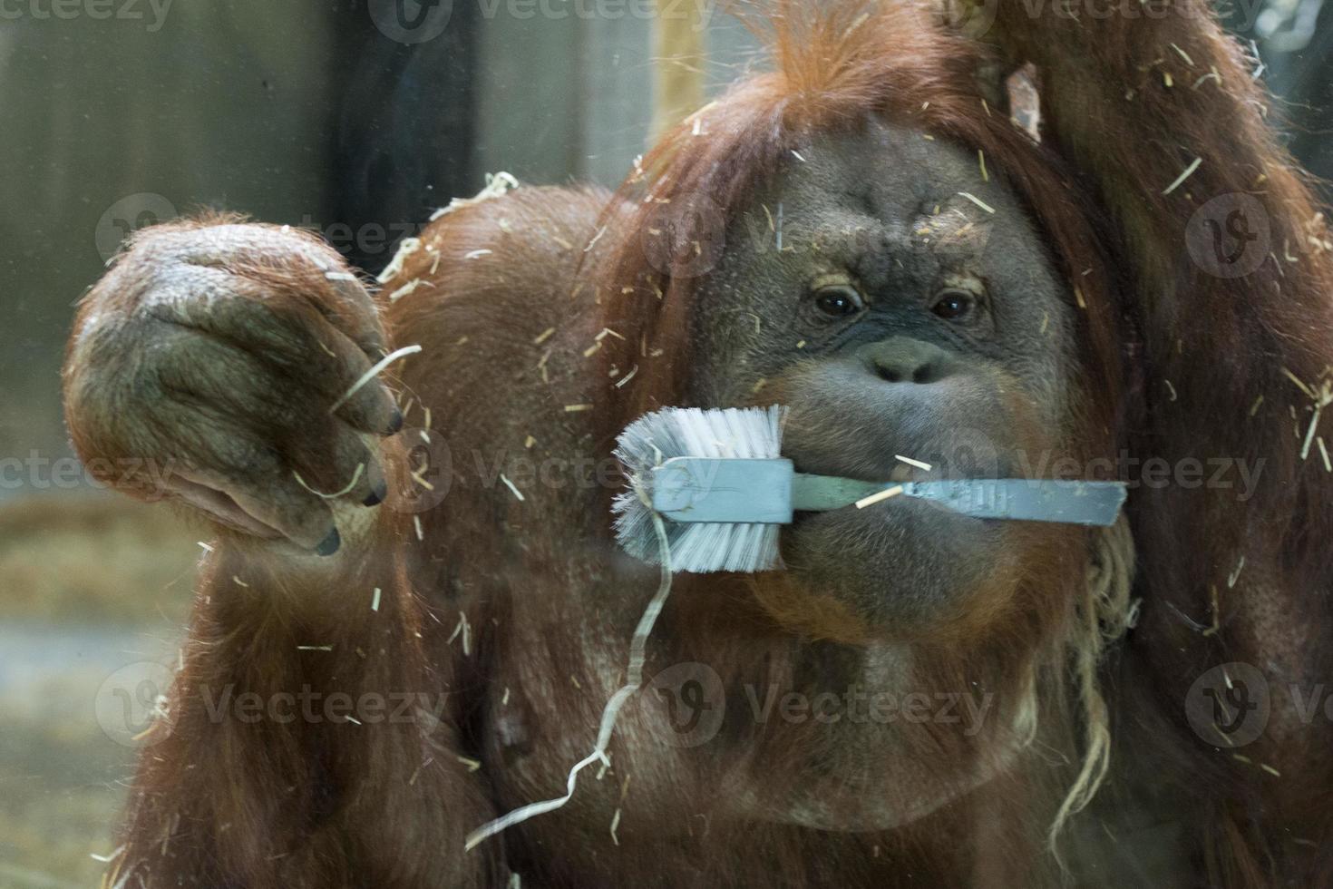 orang utan monkey close up portrait photo