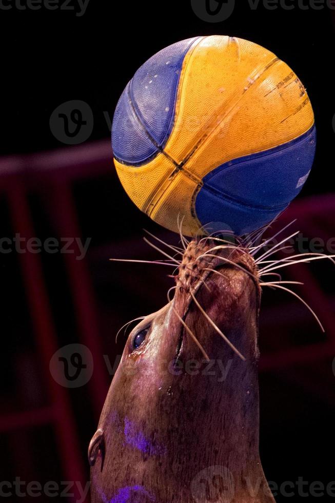 Circus Seal while playing on the black background photo