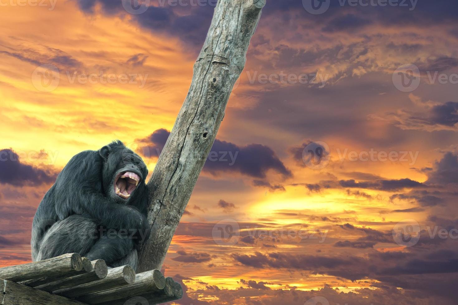 Ape chimpanzee monkey while yawning photo