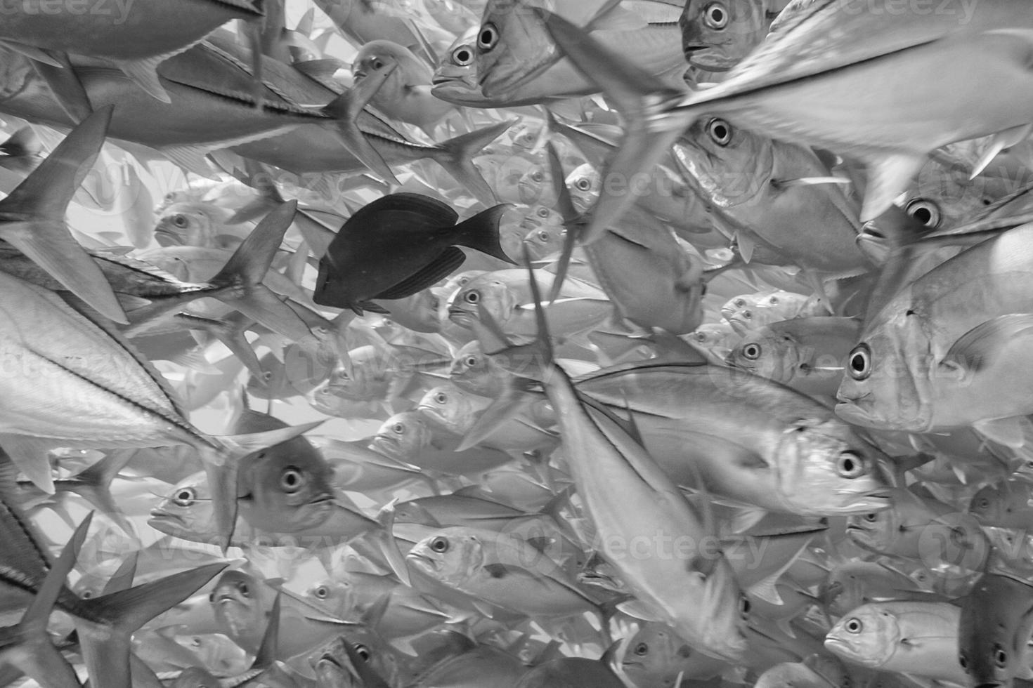 Inside a school of fish underwater in black and white photo