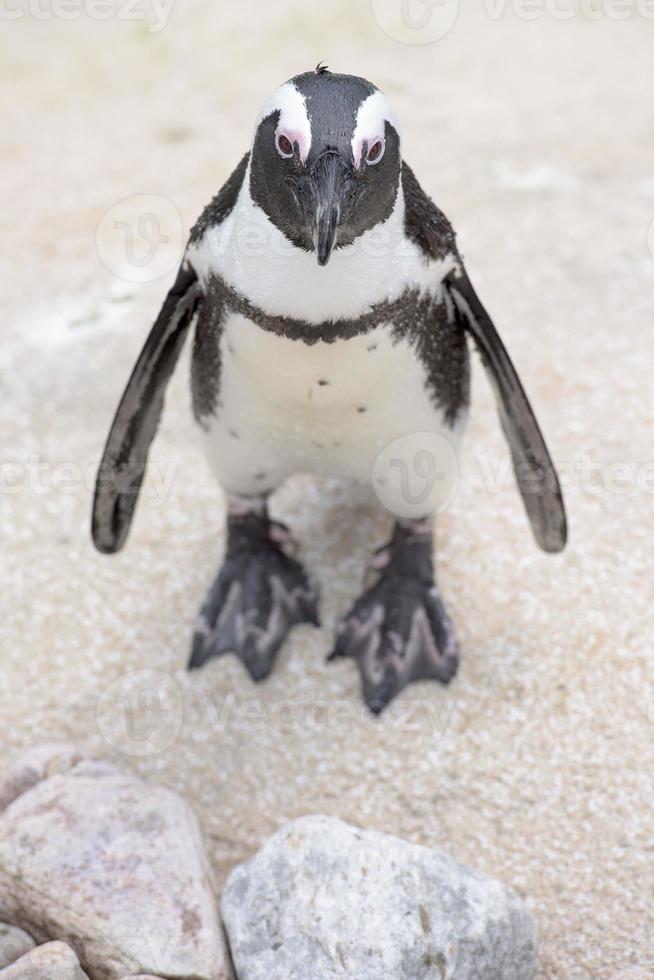 african penguin close up portrait photo