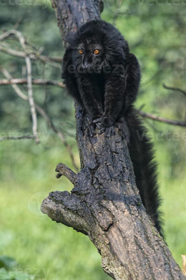lemur monkey while spreading arms to the sun photo
