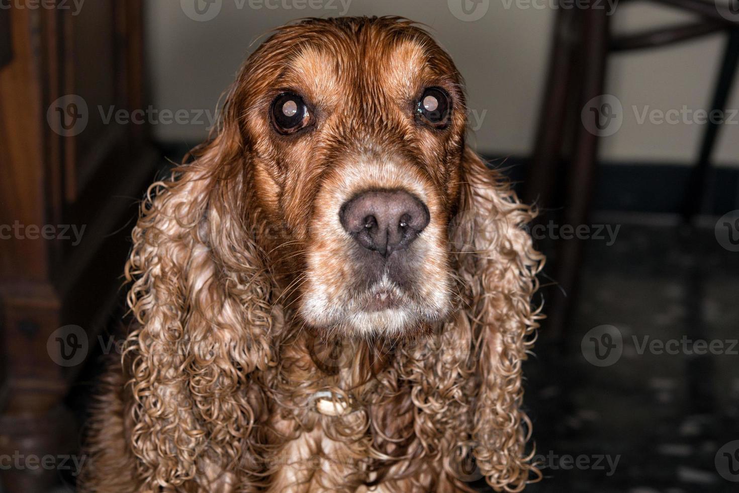 contento perro Inglés cocker spaniel foto